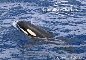 Body of a killer whale showing its hole