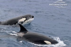 Killer Whale Surging