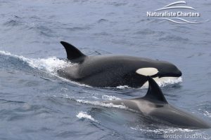 Two Orcas Surging