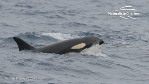 Killer Whale (Orca) Watching in Bremer Bay - February 23, 2020 - 18