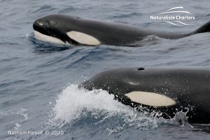 Killer Whale (Orca) Watching in Bremer Bay - February 23, 2020 - 19