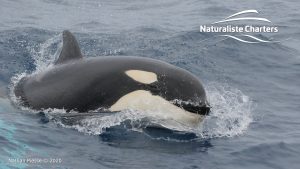 Killer Whale (Orca) Watching in Bremer Bay - February 23, 2020 - 21