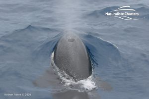 Killer Whale (Orca) Watching in Bremer Bay - February 23, 2020 - 22