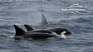 Killer Whale (Orca) Watching in Bremer Bay - February 23, 2020 - 24
