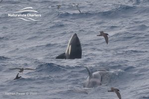 Orca Whale Watching in Bremer Canyon - February 26, 2020 - 10