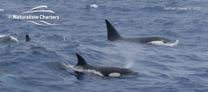 Orca Whale Watching in Bremer Canyon - February 26, 2020 - 13