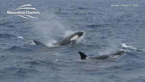 Orca Whale Watching in Bremer Canyon - February 26, 2020 - 14