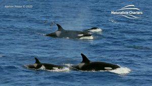 Three orcas in Bremer Canyon