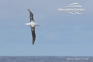 Wandering Albatross 23 2 20 300x200