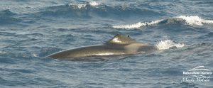 Orca Watching Tours in Bremer Canyon - February 17, 2020 - 11