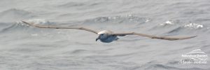 Orca Watching Tours in Bremer Canyon - February 17, 2020 - 13