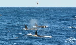 Orca Watching Tours in Bremer Canyon - February 17, 2020 - 14