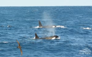 Orca Watching Tours in Bremer Canyon - February 17, 2020 - 15