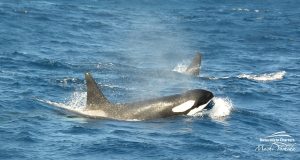 Orca Watching Tours in Bremer Canyon - February 17, 2020 - 16