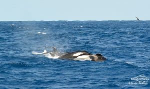 Orca Watching Tours in Bremer Canyon - February 17, 2020 - 17