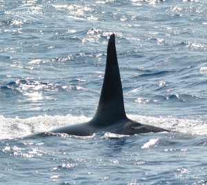 Orca Watching Tours in Bremer Canyon - February 17, 2020 - 18