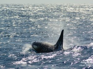 Orca Watching Tours in Bremer Canyon - February 17, 2020 - 19