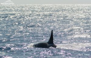 Orca Watching Tours in Bremer Canyon - February 17, 2020 - 21