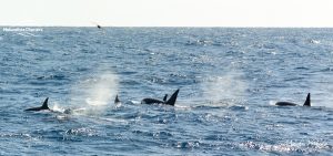 Orca Watching Tours in Bremer Canyon - February 17, 2020 - 22