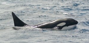 Tourists in Bremer Bay Canyon Killer Whale Watching