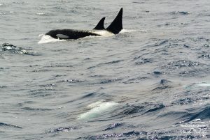 Orca Watching