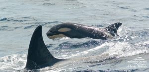 Orca whale watching tour