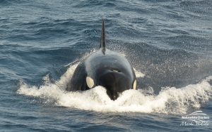 Killer Whale in Bremer Canyon