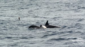 Orca in Bremer Bay