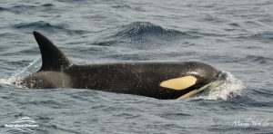 Orca in Bremer Canyon