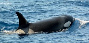 Killer whale in bremer bay