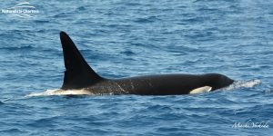 orca in bremer canyon