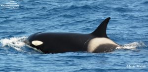 orca in bremer bay