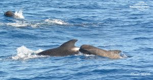 oceanic animals in bremer canyon