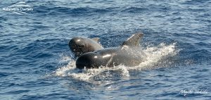 Ocean animals in bremer canyon