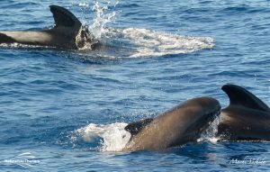 Ocean animals in bremer bay