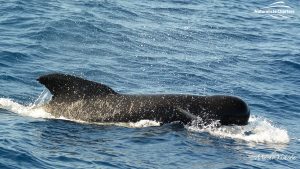 Ocean animals in whale watching