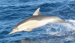 Dolphin doing a dive