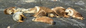 Group of Sea Lions