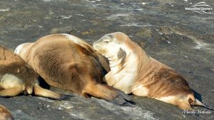 Sea Lions