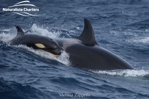 Orca Adventure - 21/03/2020 - 8