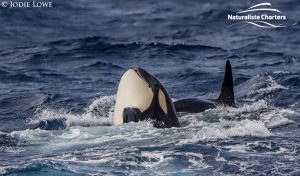 Whale Watching in Western Australia - March 8, 2020 - 2