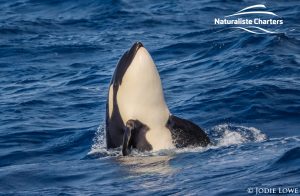 Whale Watching in Western Australia - March 8, 2020 - 4