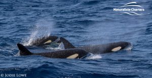 Whale Watching in Western Australia - March 8, 2020 - 6
