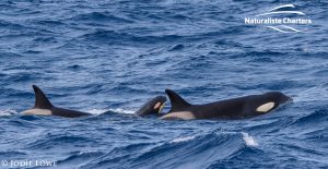 Whale Watching in Western Australia - March 8, 2020 - 7