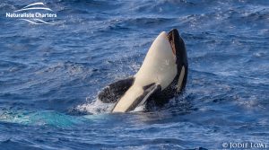 Whale Watching in Western Australia - March 8, 2020 - 10
