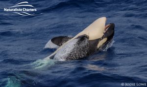 Whale Watching in Western Australia - March 8, 2020 - 12