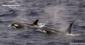 Whale Watching in Western Australia - March 8, 2020 - 17