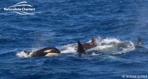 Whale Watching in Western Australia - March 8, 2020 - 18