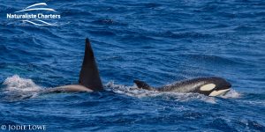 Whale Watching in Western Australia - March 8, 2020 - 20