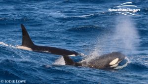 Whale Watching in Western Australia - March 8, 2020 - 21